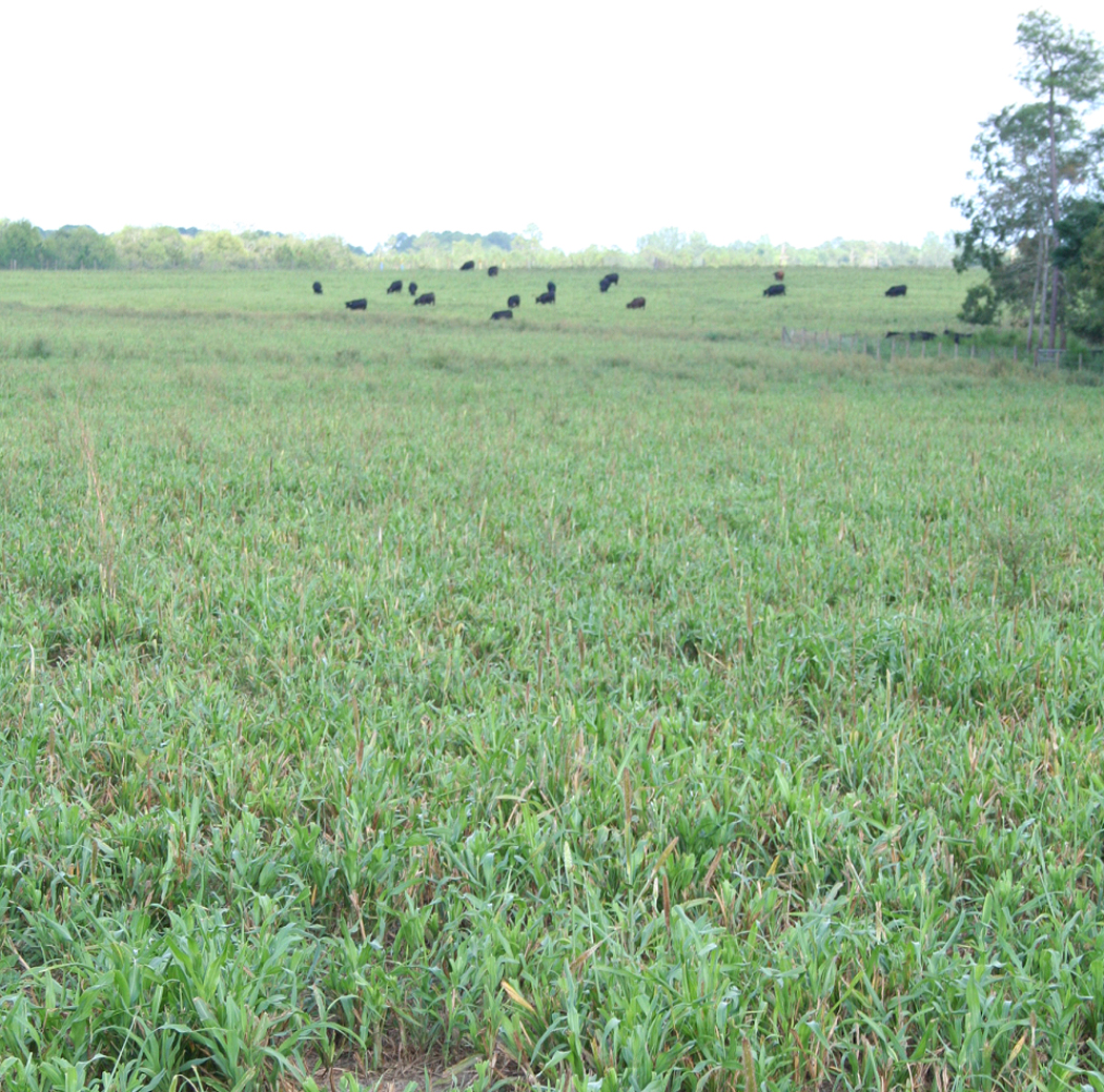 Figure 10. Cows grazing a pearl millet pasture in Tift Co.